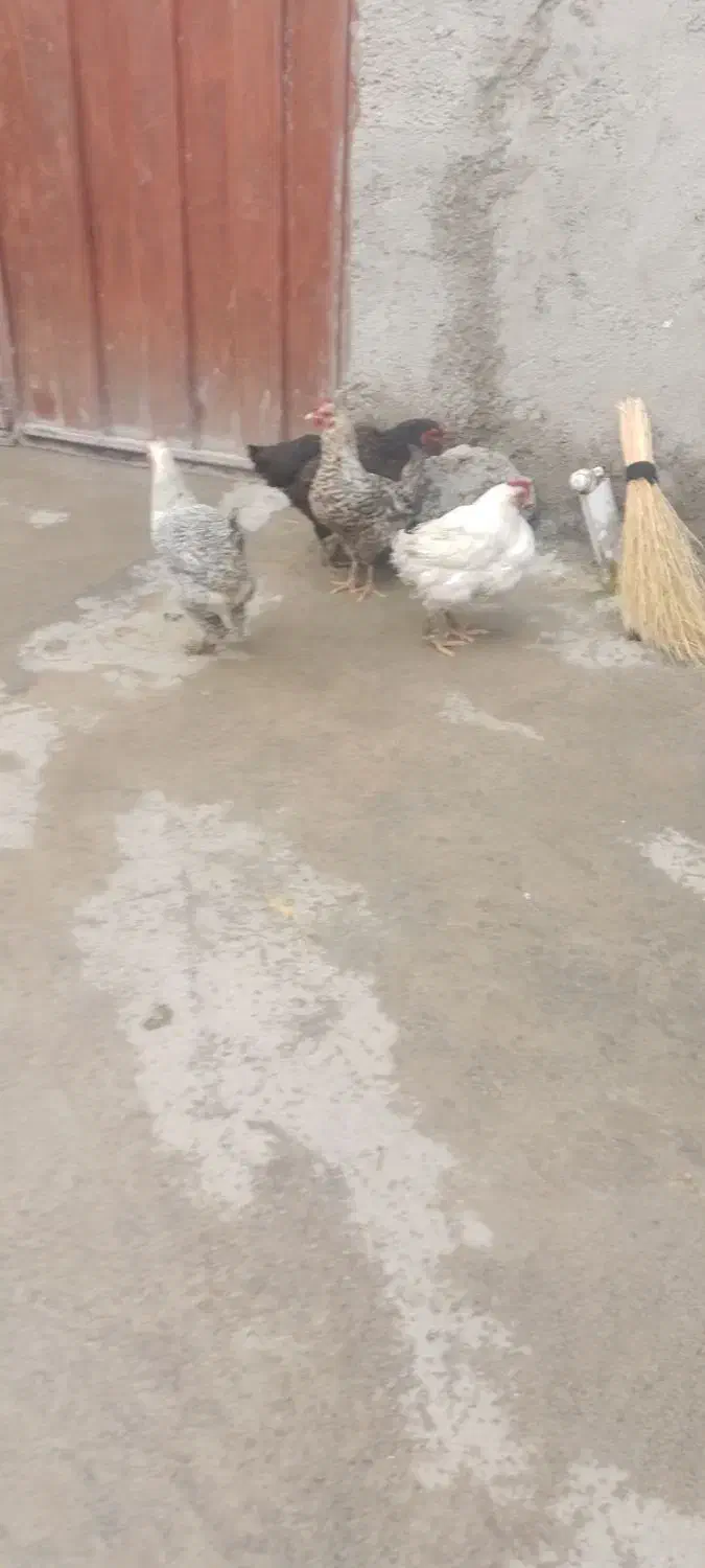 مرغ|حیوانات مزرعه|خاوه, |دیوار