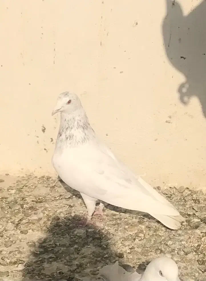 کفتر|پرنده|رودهن, |دیوار