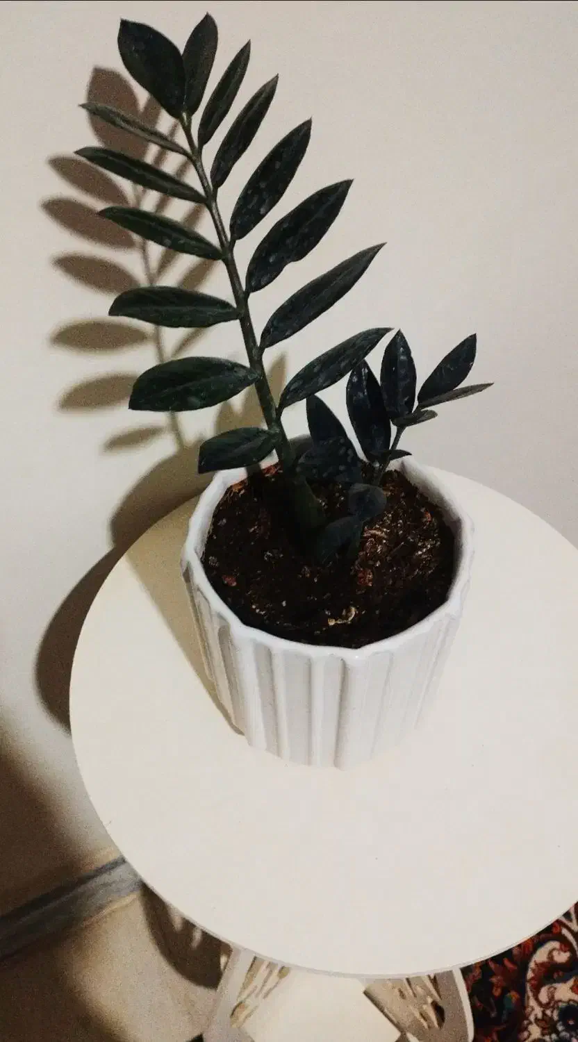 زاموفیلیا ی بلک|گل و گیاه طبیعی|سرپل ذهاب, |دیوار