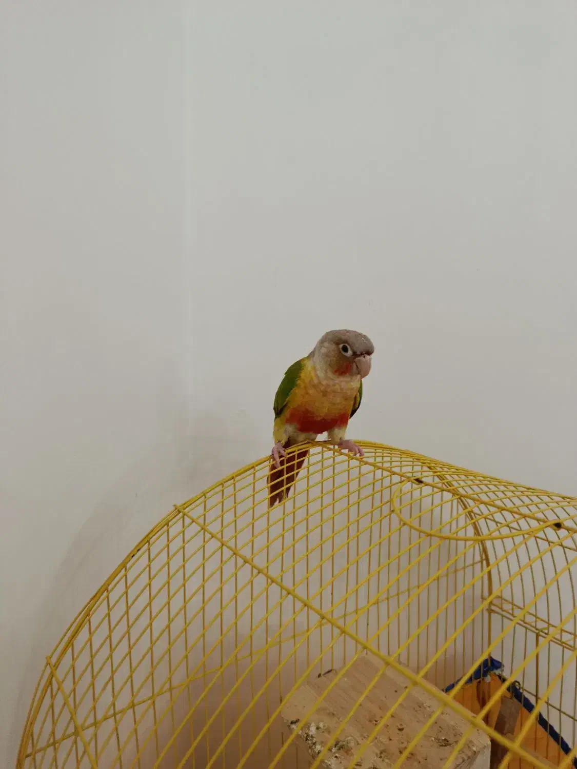 طوطی گرینچیک دستی سخنگو|پرنده|الوند, |دیوار