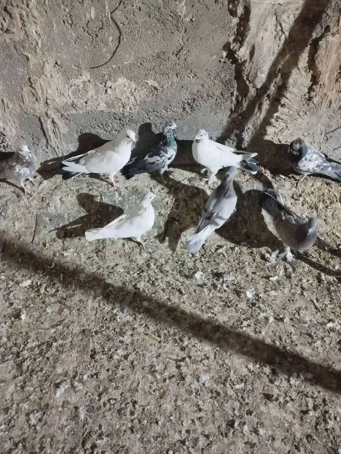 کبوتر|پرنده|قم, ولیعصر|دیوار