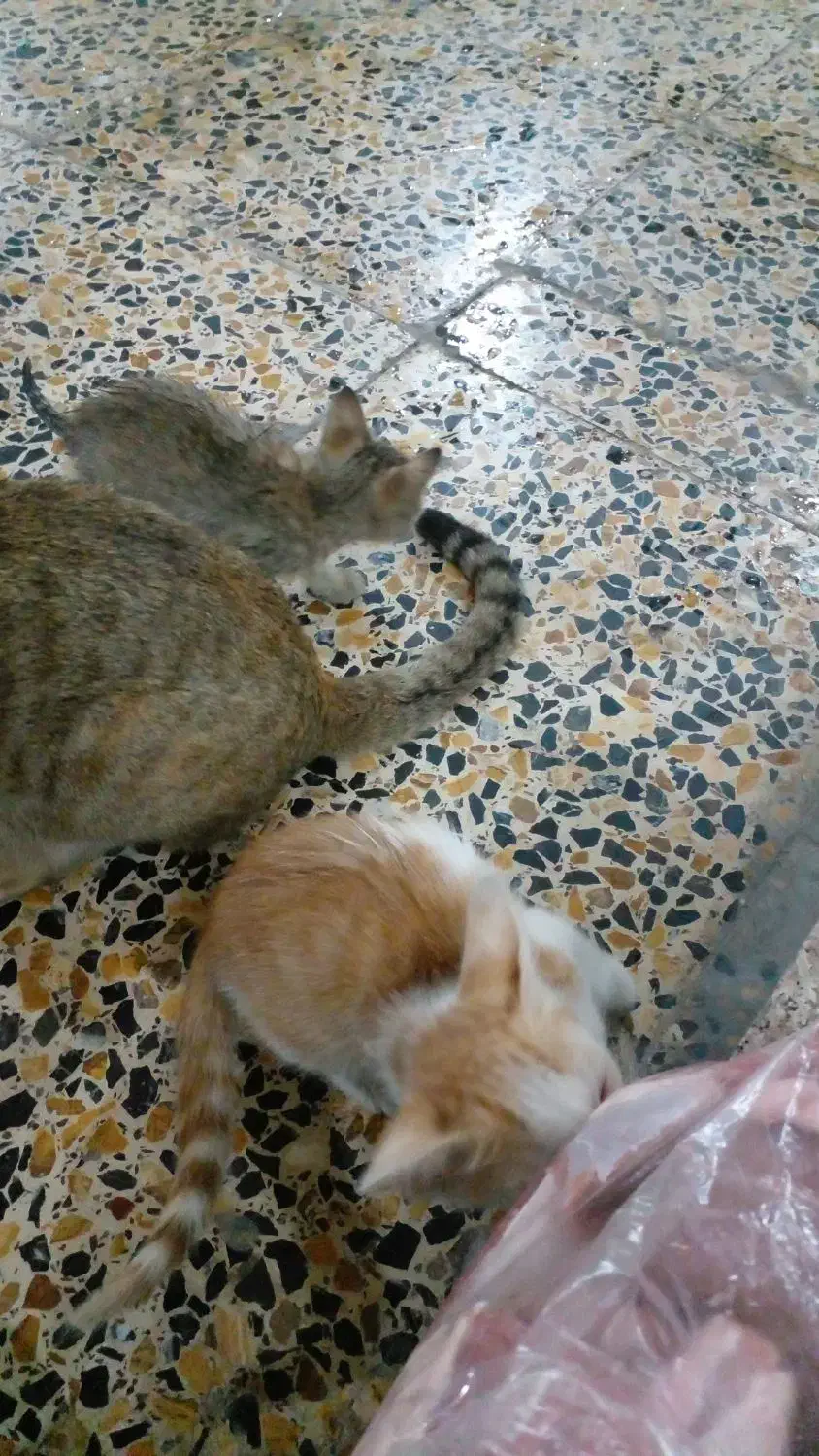 واگذاری گربه رایگان|گربه|بندر امام خمینی, |دیوار