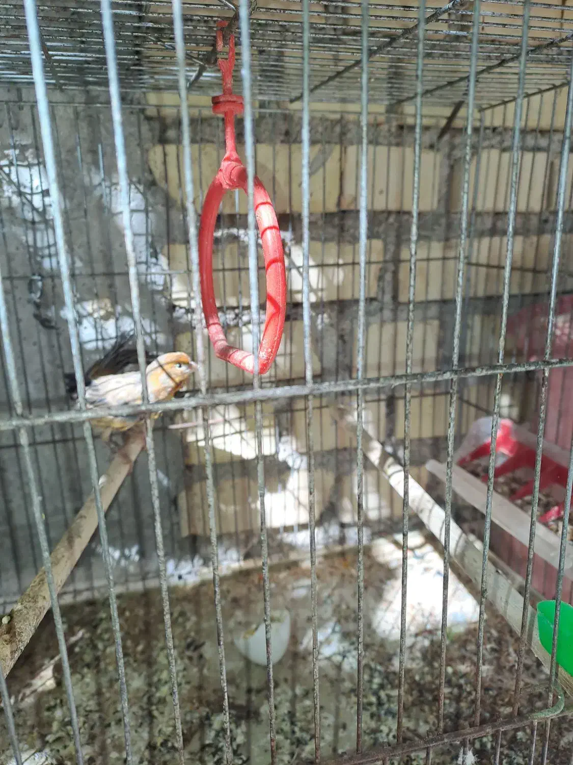 فروش یه جفت طوطی برزیلی باچهارتخم|پرنده|ایذه, |دیوار