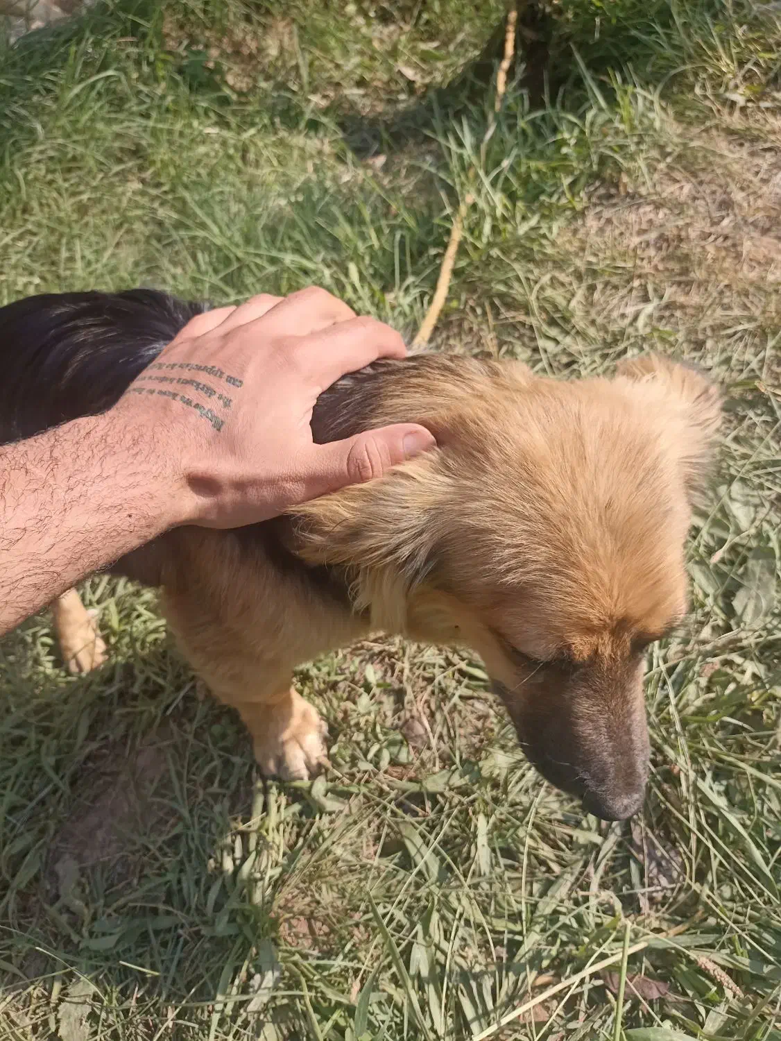 سگ پاکوتاه|سگ|صائین قلعه, |دیوار