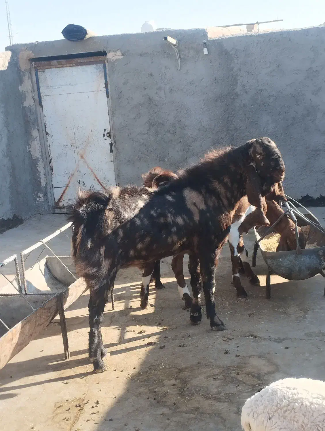 بز نر اصیل پاکستانی|حیوانات مزرعه|زاهدان, |دیوار