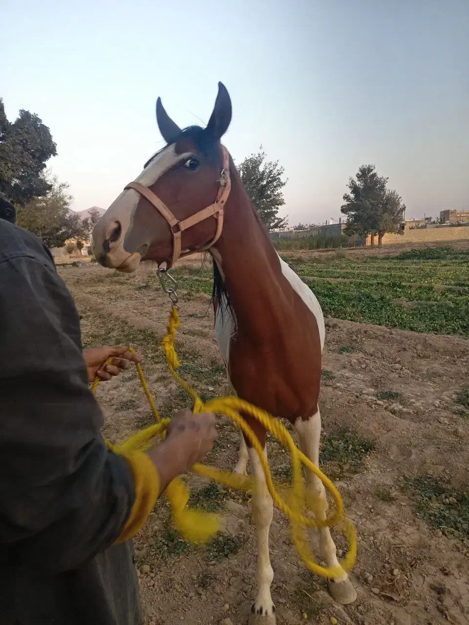 اسب|اسب و تجهیزات اسبسواری|تیران, |دیوار