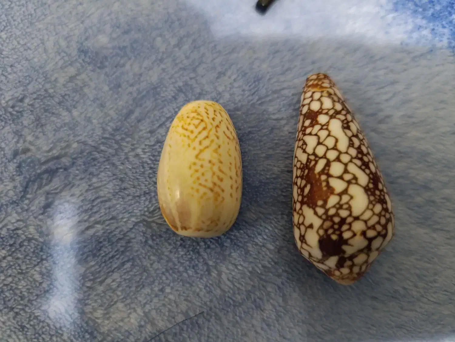 انواع صدف اکواریوم|ماهی|پاکدشت, پاکدشت (مامازند)|دیوار