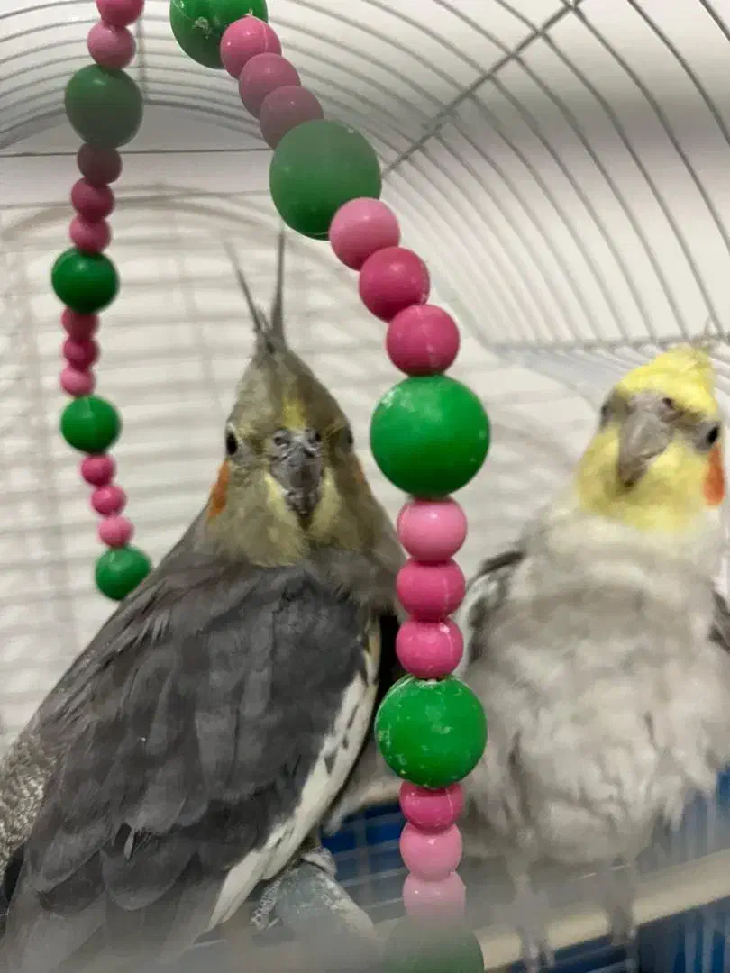 عروس هلندی سخنگو|پرنده|سمیرم, |دیوار