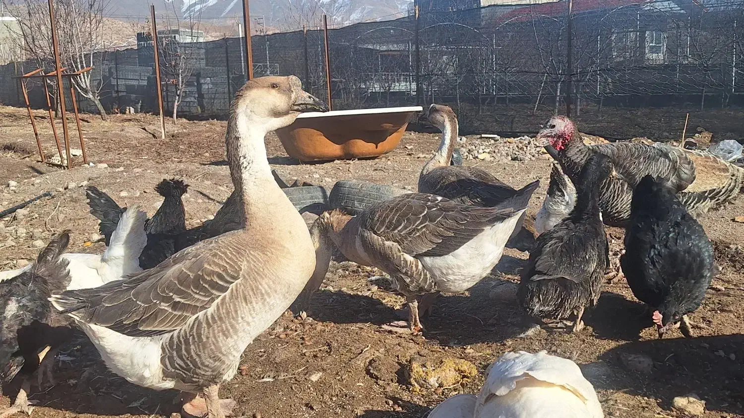 قوغاز|حیوانات مزرعه|نیشابور, مازول|دیوار