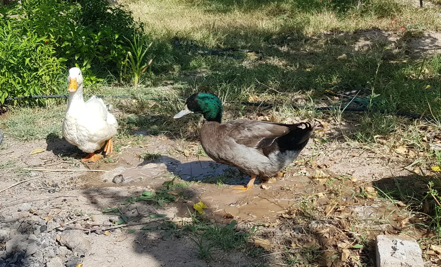 فروش اردک|حیوانات مزرعه|جلفا, |دیوار