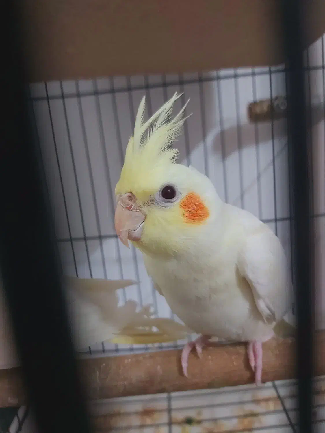 عروس هلندی لوتیونو|پرنده|علی‌آباد کتول, |دیوار