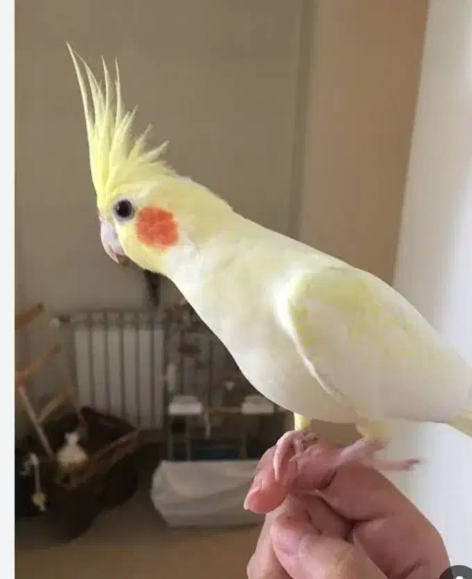 جفت عروس هلندی|پرنده|میاندوآب, |دیوار