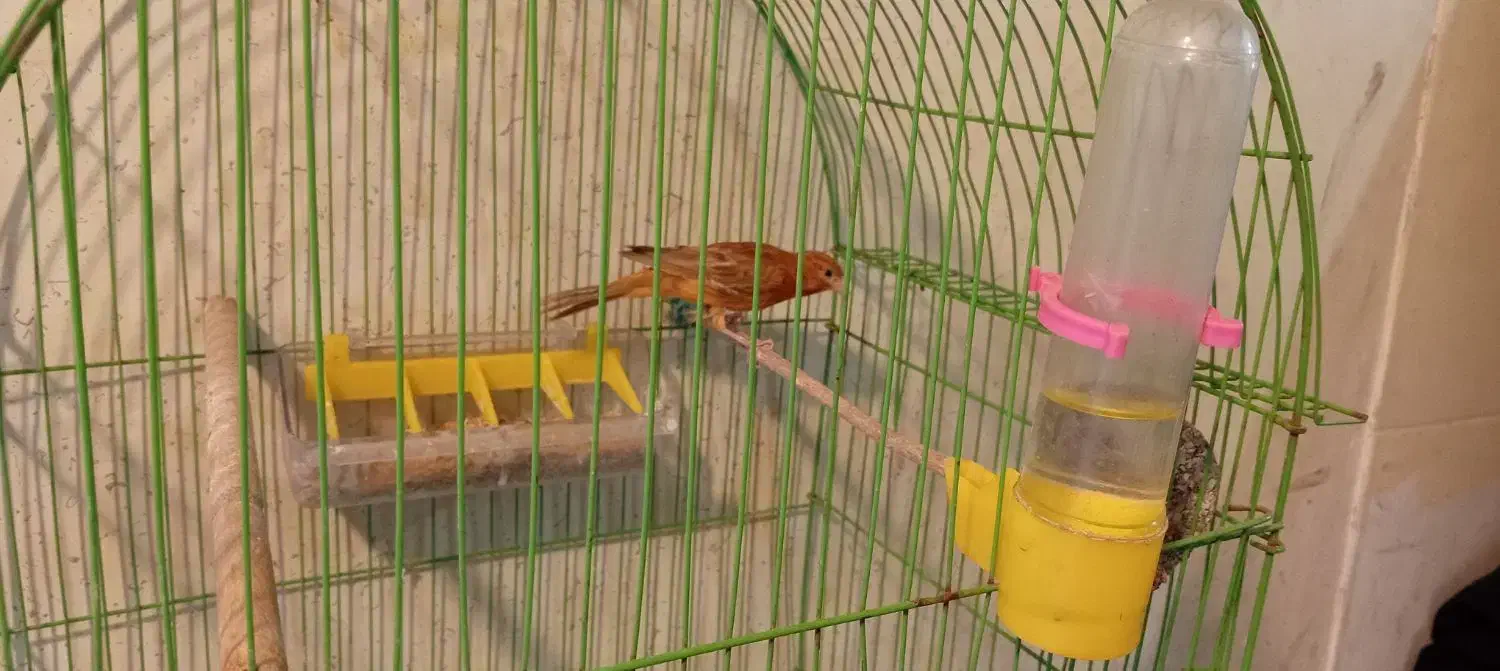 قناری ماده جوان مست|پرنده|مسجد سلیمان, |دیوار