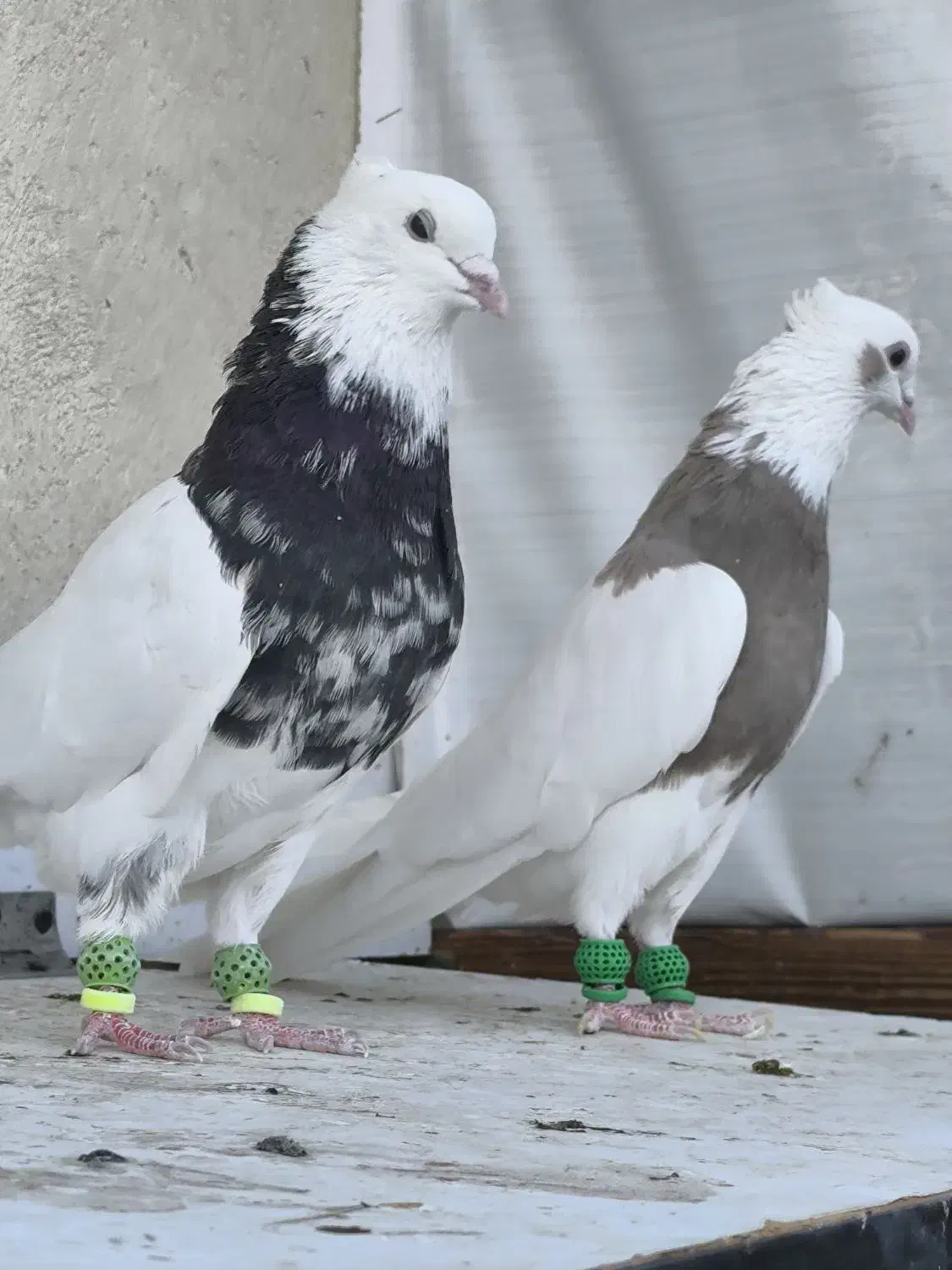 جفت طوقی آس|پرنده|قزوین, |دیوار