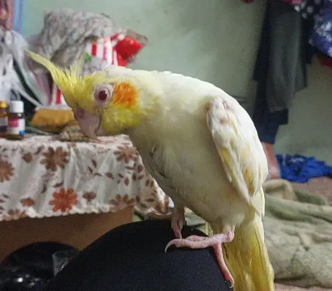 گمشده|حیوانات|شوشتر, |دیوار