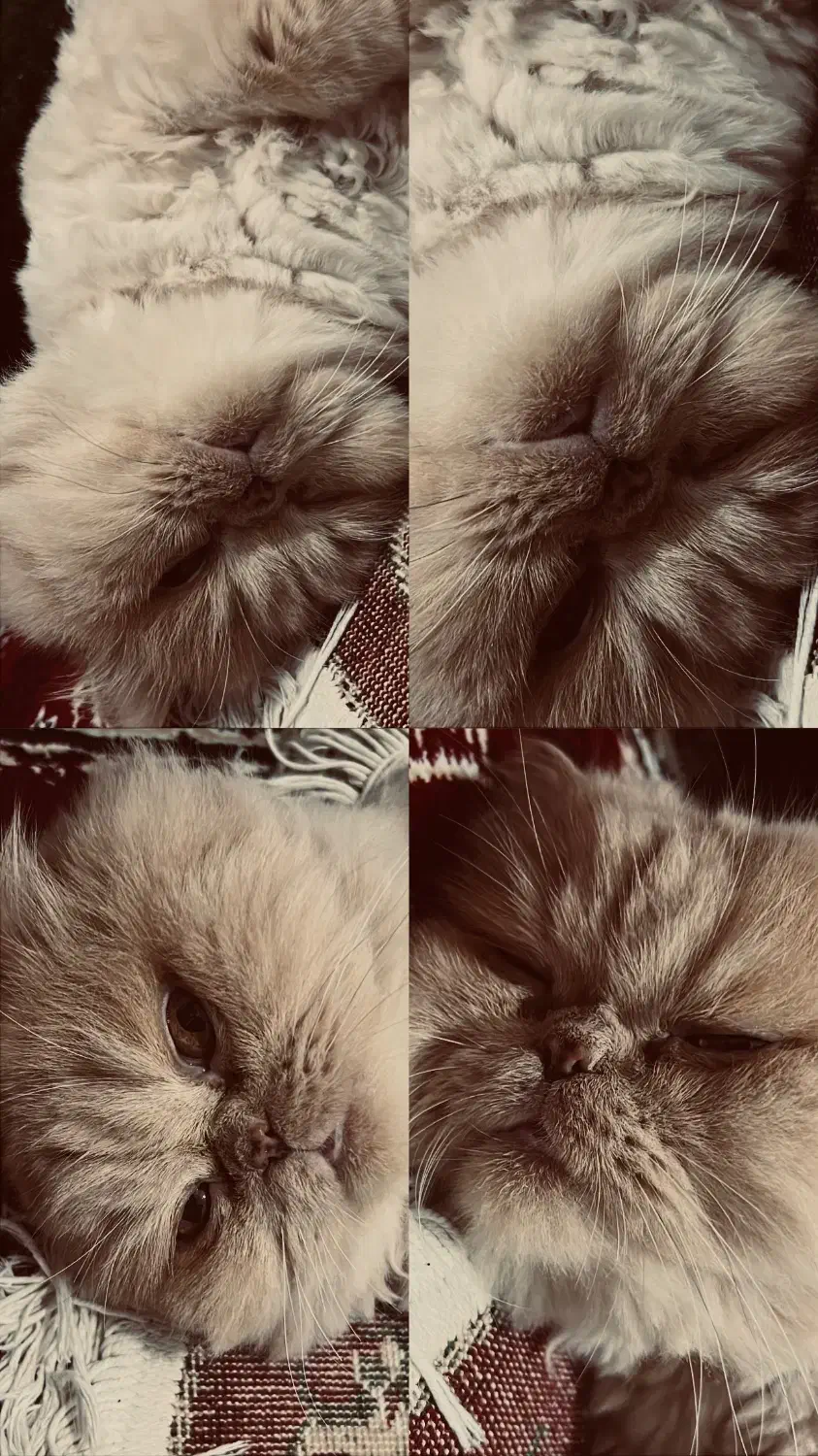 پرشین کت|گربه|چالوس, |دیوار