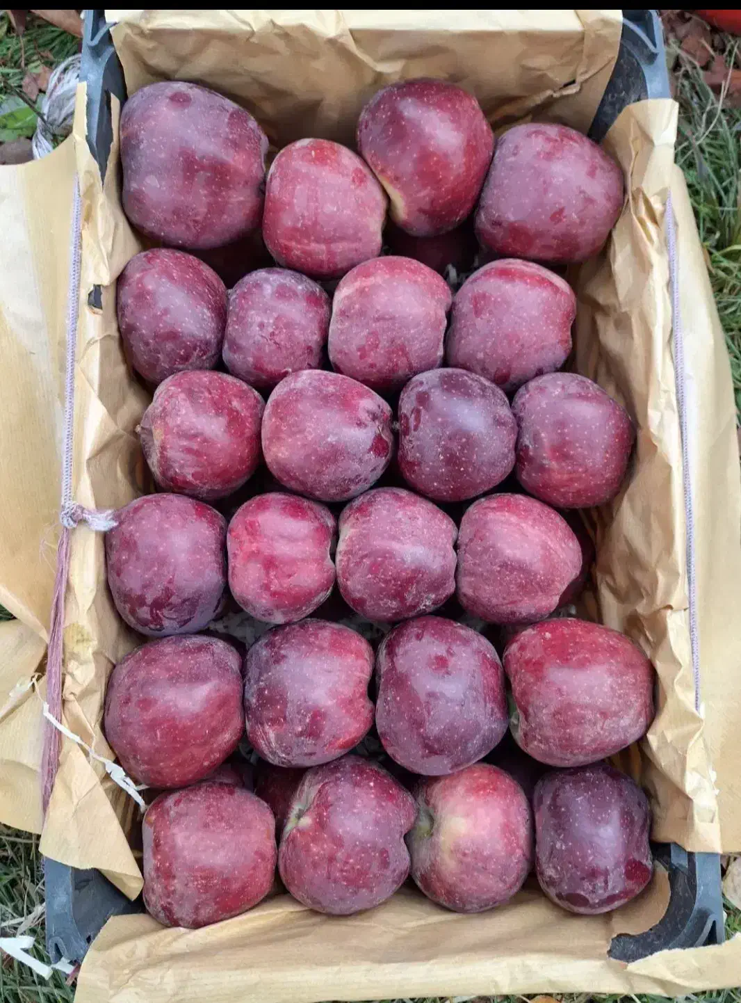 سیب|خدمات پذیرایی، مراسم|سراجو, |دیوار