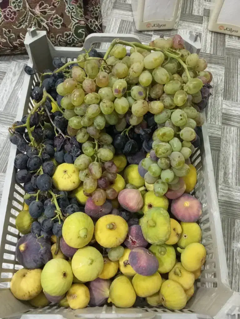 هرس درختان|خدمات باغبانی و درختکاری|ارومیه, |دیوار