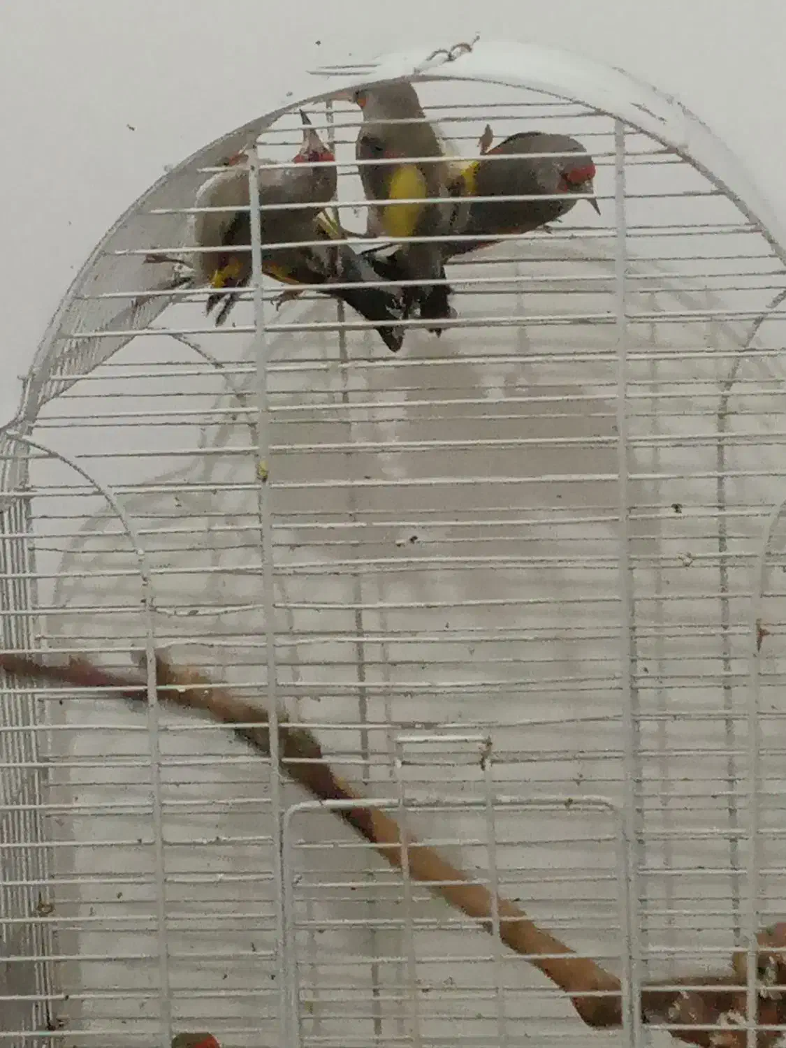 سهره قناری فنچ|پرنده|تهران, توحید|دیوار