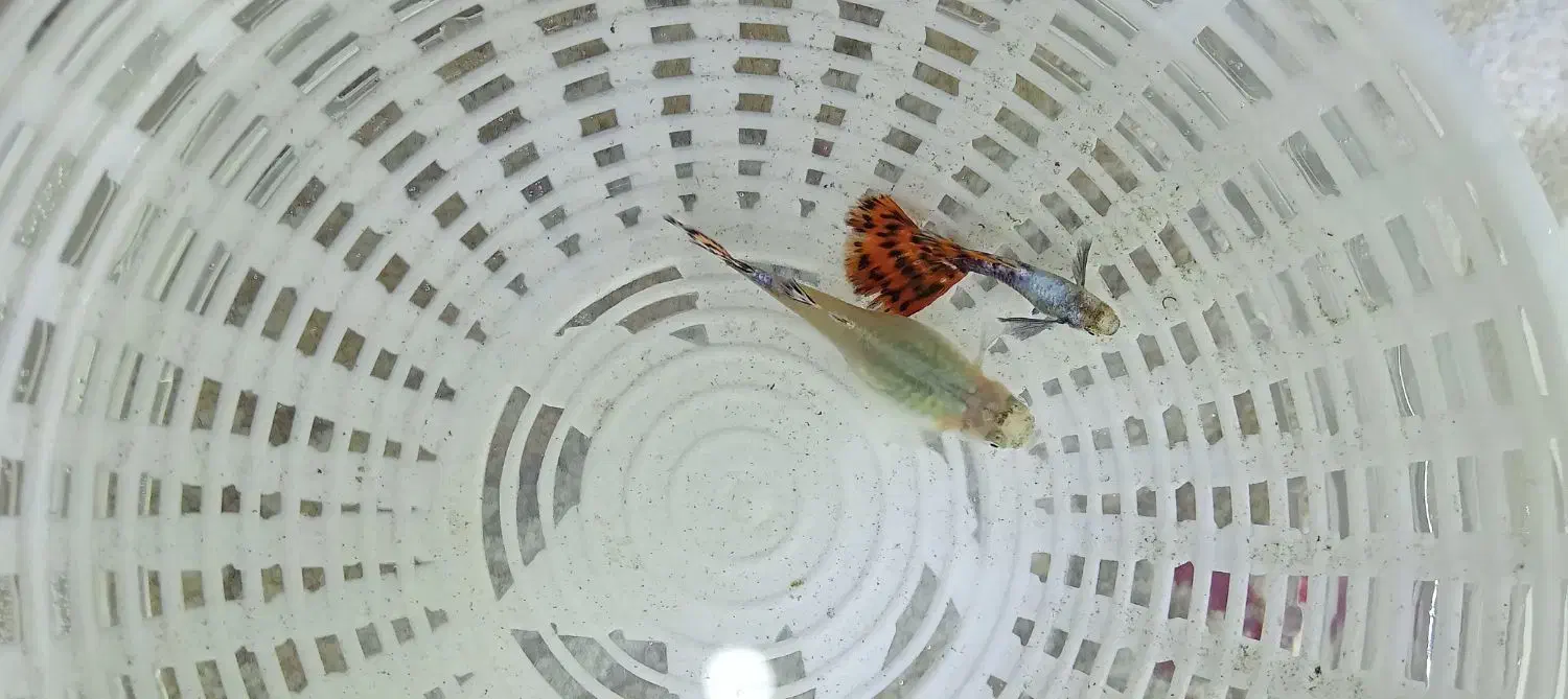 ماهی و بچه ماهی|ماهی|چهاردانگه (تهران), |دیوار