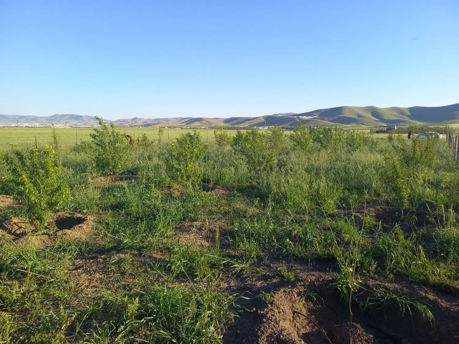 باغ جاده سنندج|فروش دفتر صنعتی، کشاورزی، تجاری|کرمانشاه, |دیوار