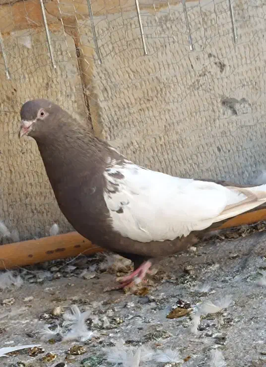 کبوتر سینه پاک|پرنده|سمنان, |دیوار