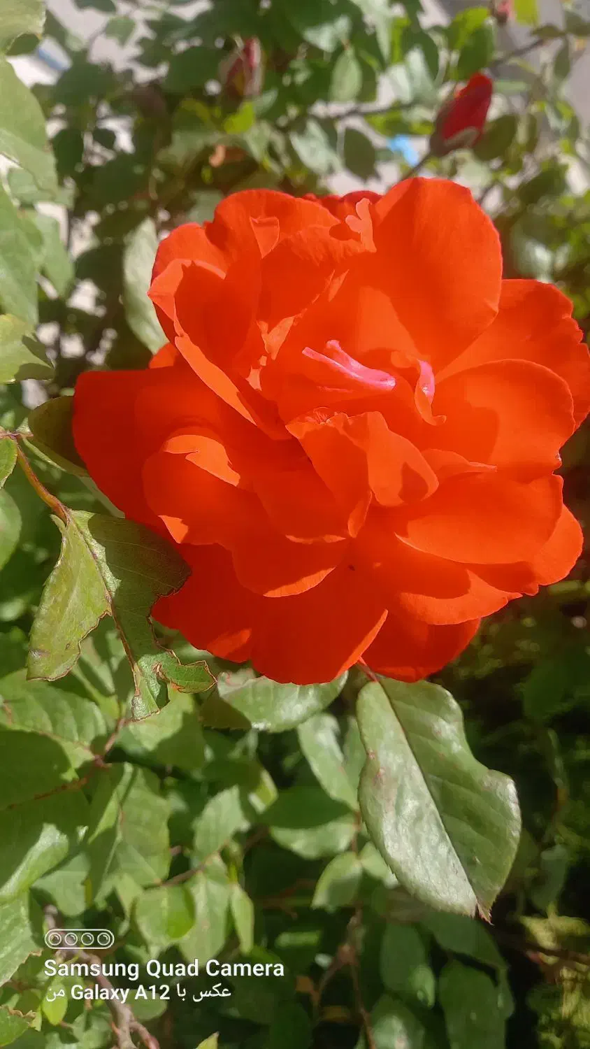 درسلماس گمشده|اشیا|سلماس, |دیوار