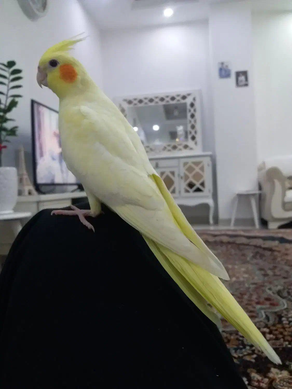 عروس هلندی کشیده جنسیت (نر)|پرنده|فردوسیه, |دیوار