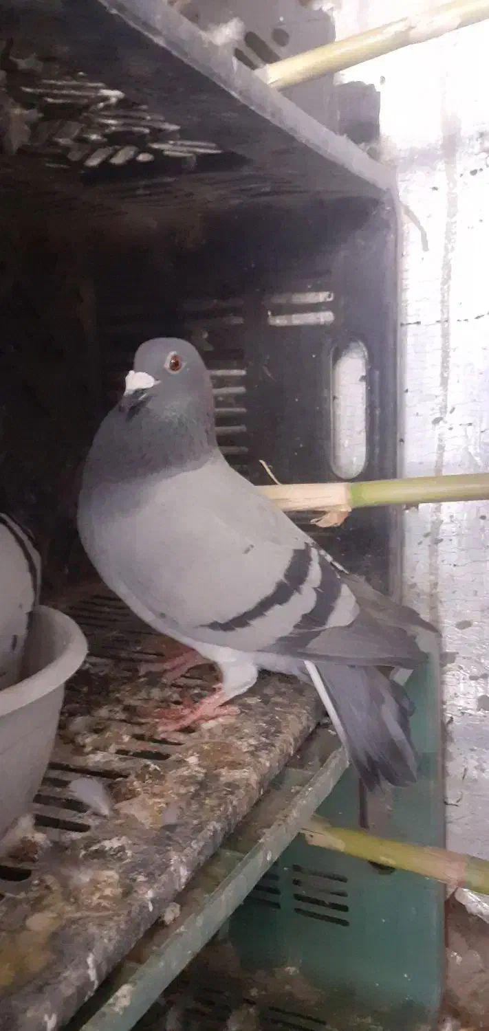 کبوتر پلاکی|پرنده|خان ببین, |دیوار