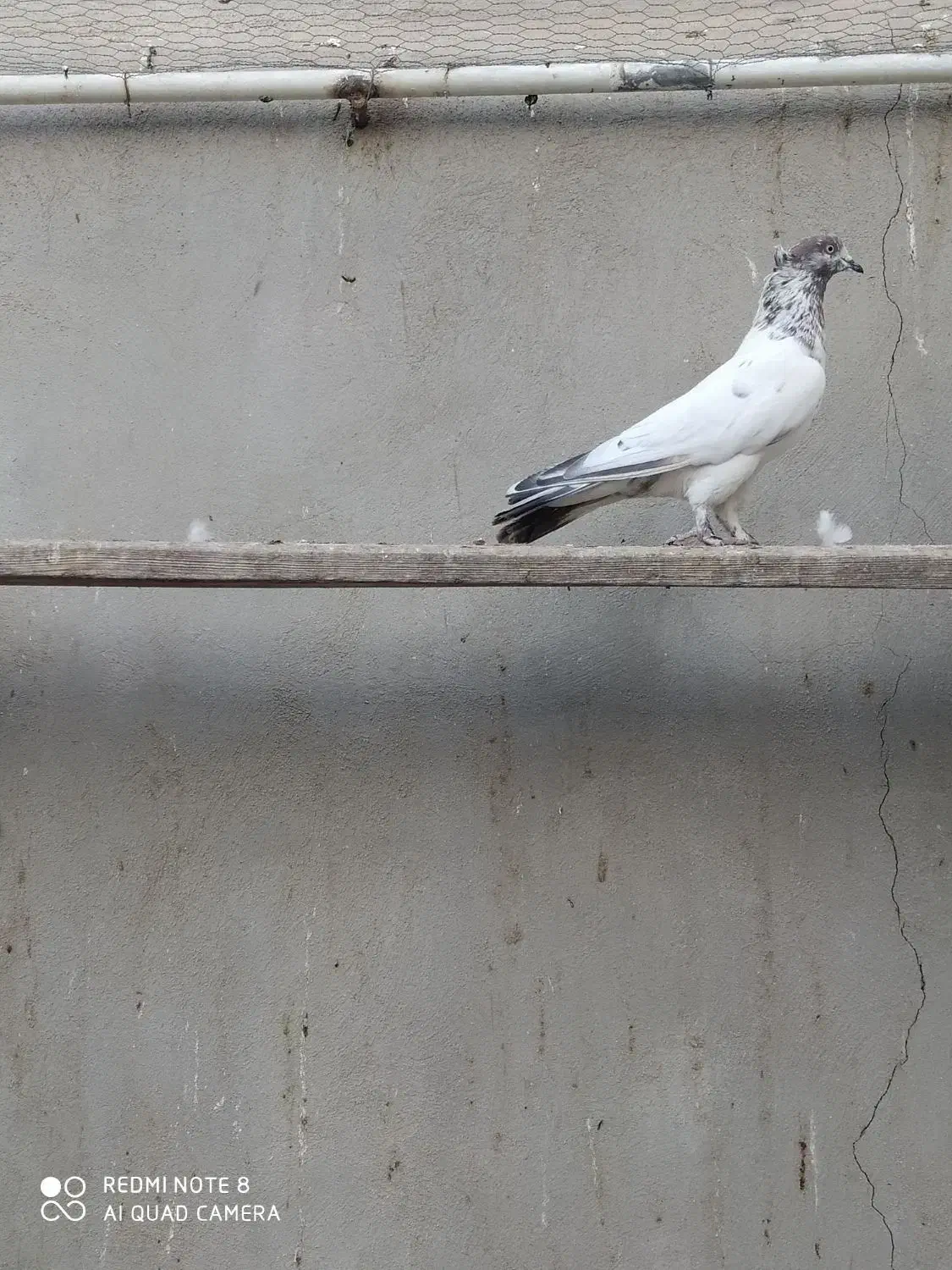 کبوتر پرشی|پرنده|قم, نخودی|دیوار