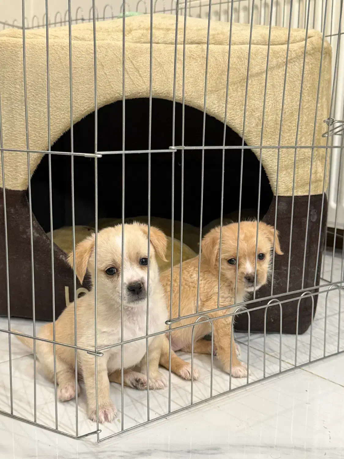 توله سگ آپارتمانی|سگ|اصفهان, هزارجریب|دیوار