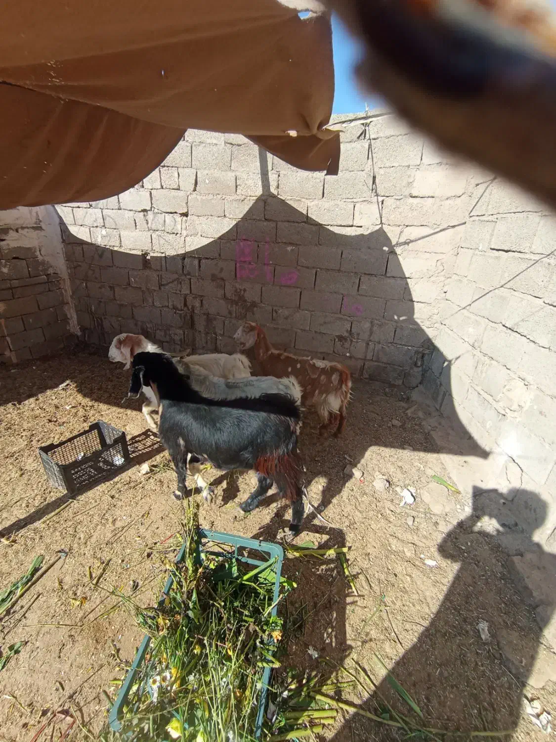 کهره نر سه تا یکی ماده.|حیوانات مزرعه|کرمان, |دیوار