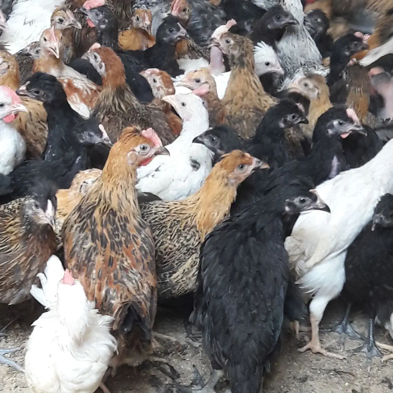 جوجه مرغ و جوجه خروس ۲ماهه محلی خالص|حیوانات مزرعه|شیراز, ده پیاله|دیوار