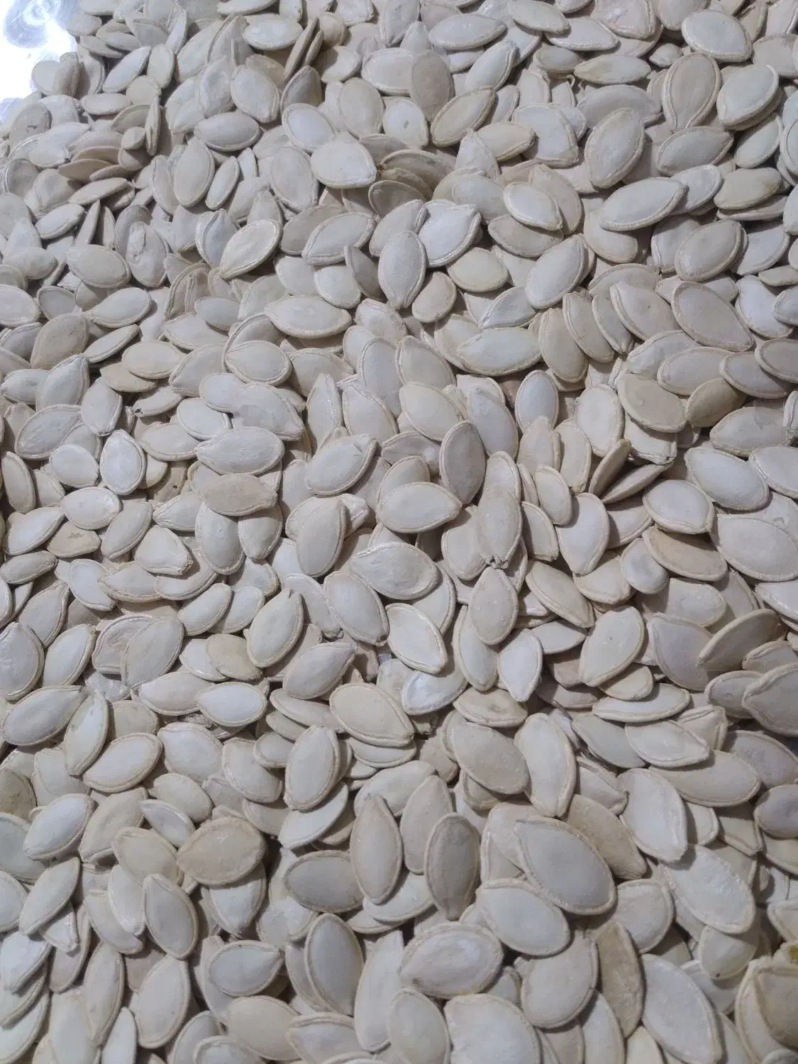 تخمه کدو|حراج|همدان, |دیوار