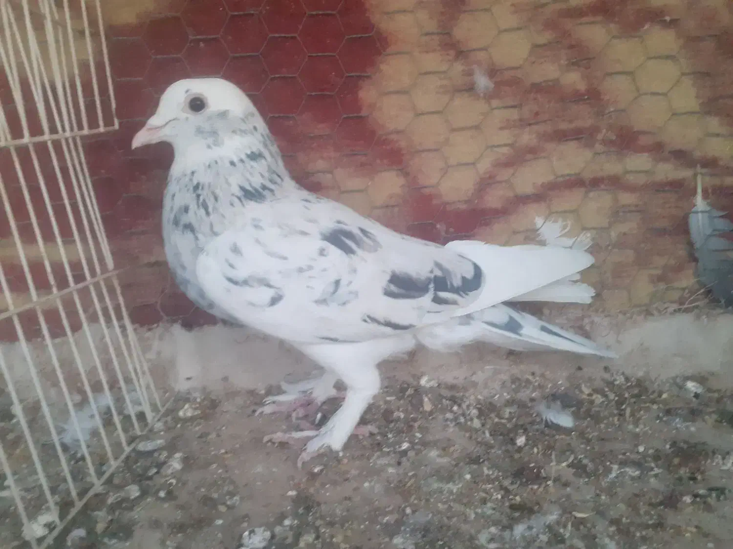 نر دورگ شازده سرور|پرنده|مبارکه, |دیوار