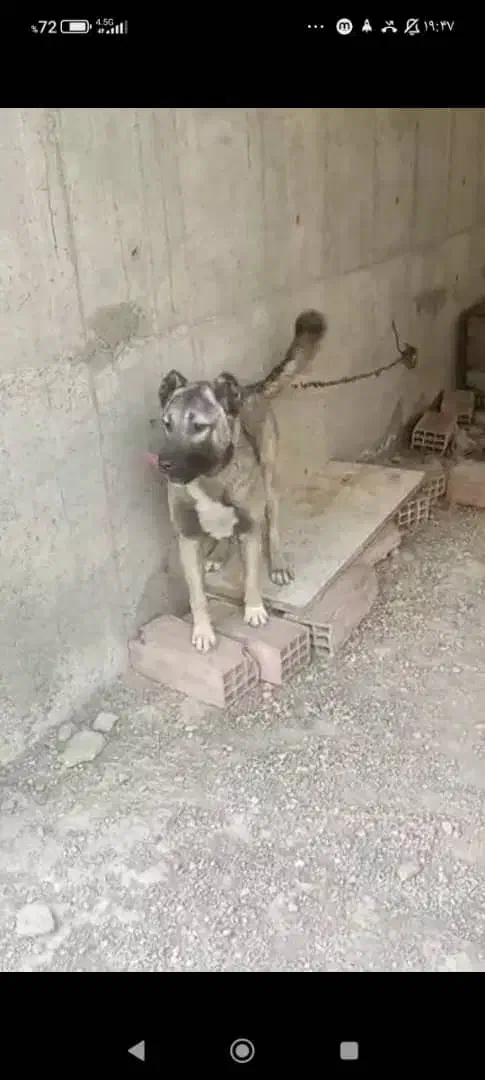 واگذاری سگ سراب با هزینه|سگ|رشت, کوی مهر|دیوار