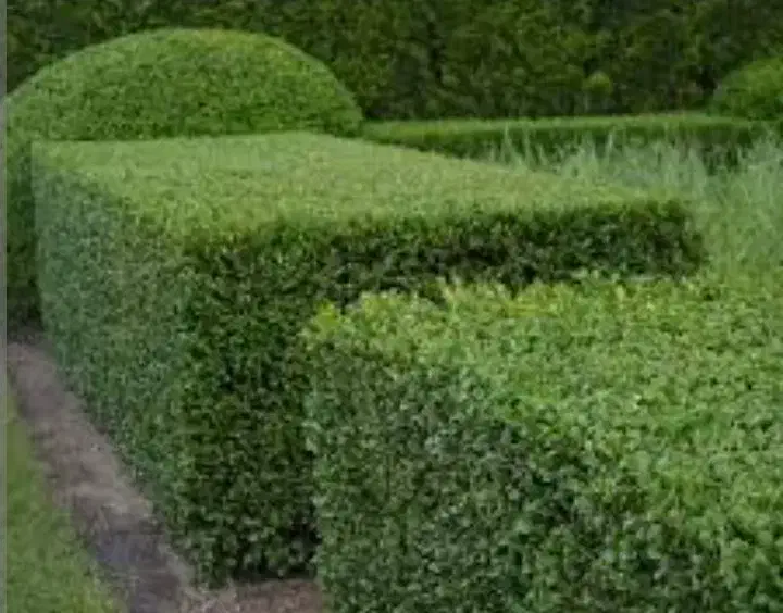 هرس شمشادوغیره|خدمات باغبانی و درختکاری|کیش, |دیوار