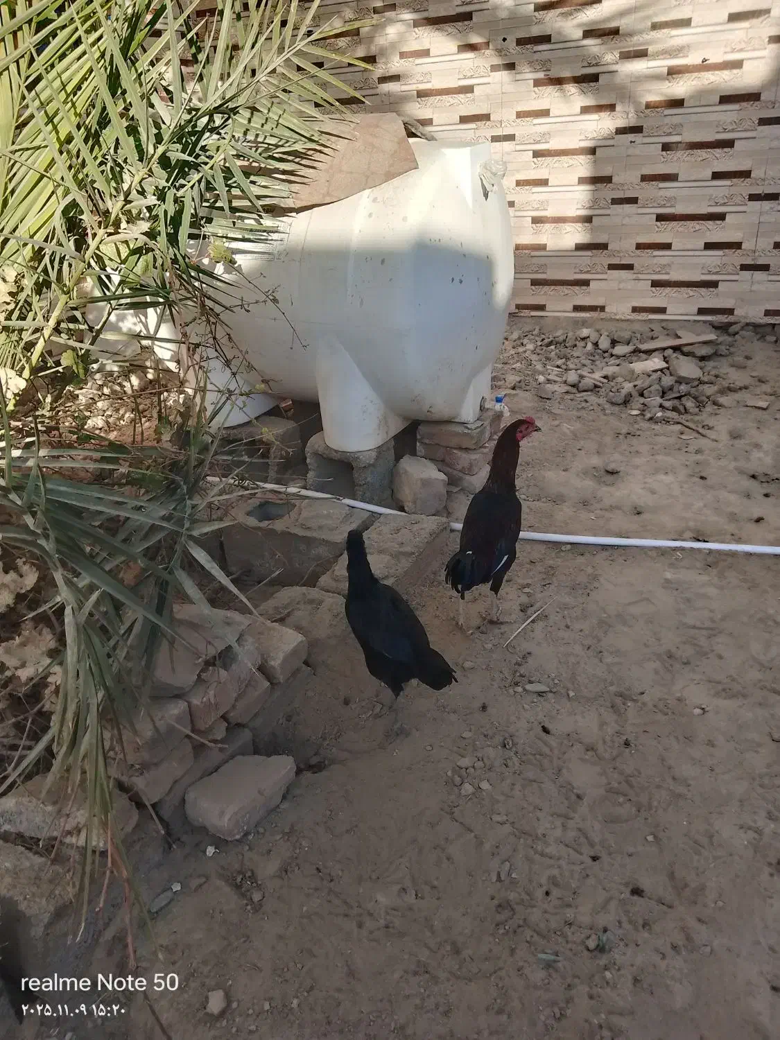 خروس وماکیان فروشی|حیوانات مزرعه|سراوان, |دیوار