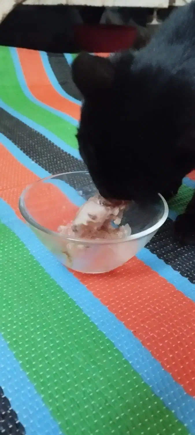 گربه سیاه کوچولو|گربه|یاسوج, |دیوار