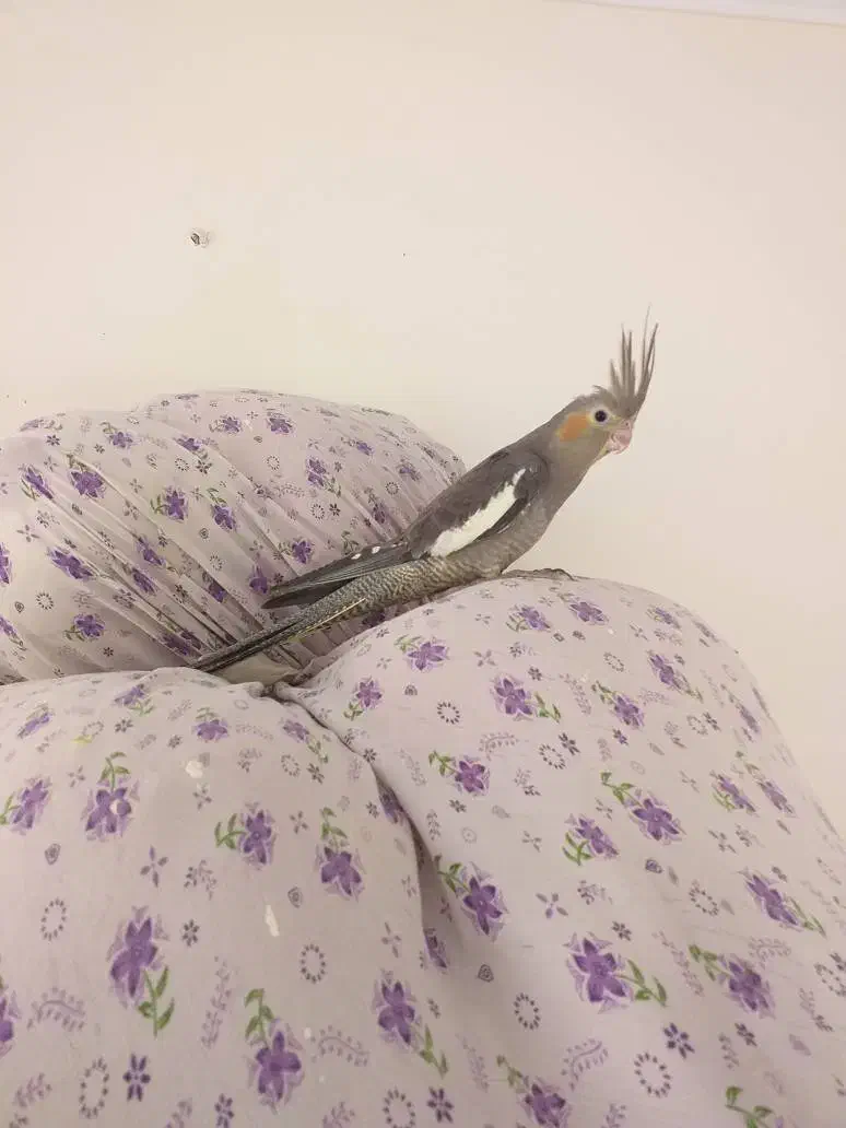 عروس جوجه چند ماه|پرنده|تهران, بازار|دیوار