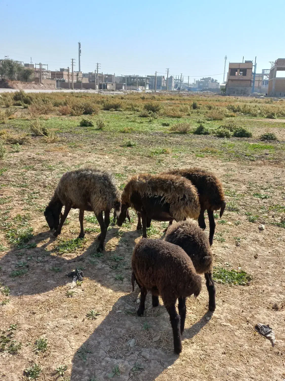 میش قزل افشار جوان.گوسفند.بره|حیوانات مزرعه|کوهسار (البرز), |دیوار