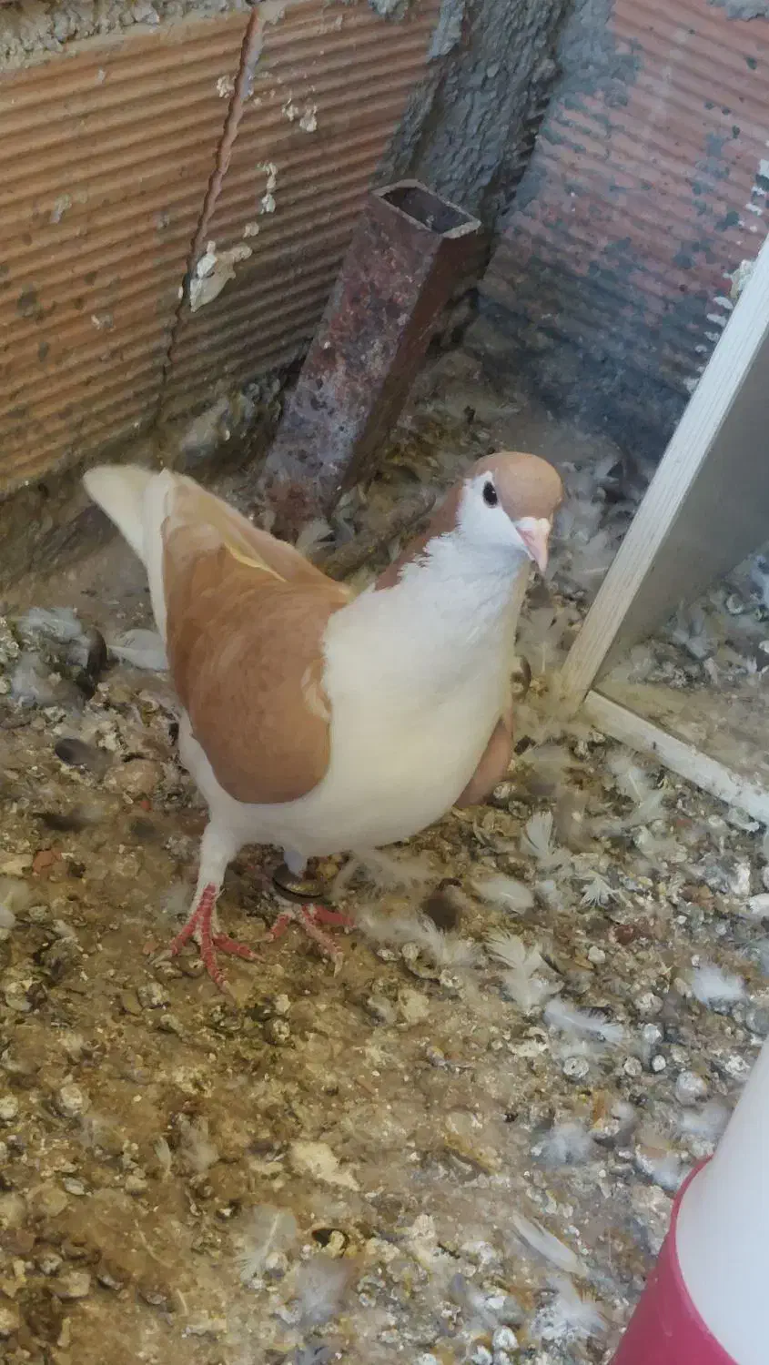 کفتر ساده|پرنده|مینودشت, |دیوار