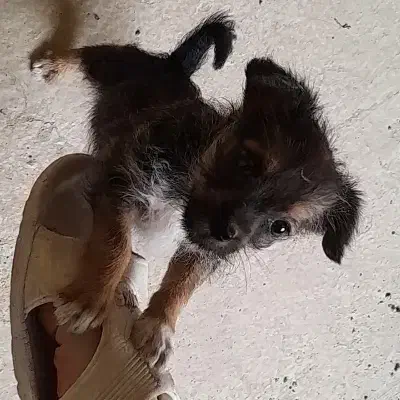 پاکوتا اشپیتزو|سگ|گنبد کاووس, |دیوار