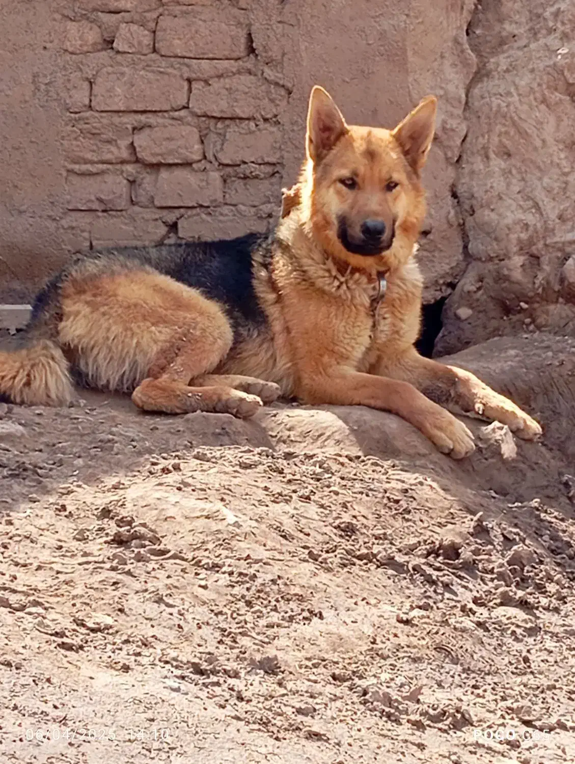 سگ ژرمن|سگ|قزوین, |دیوار