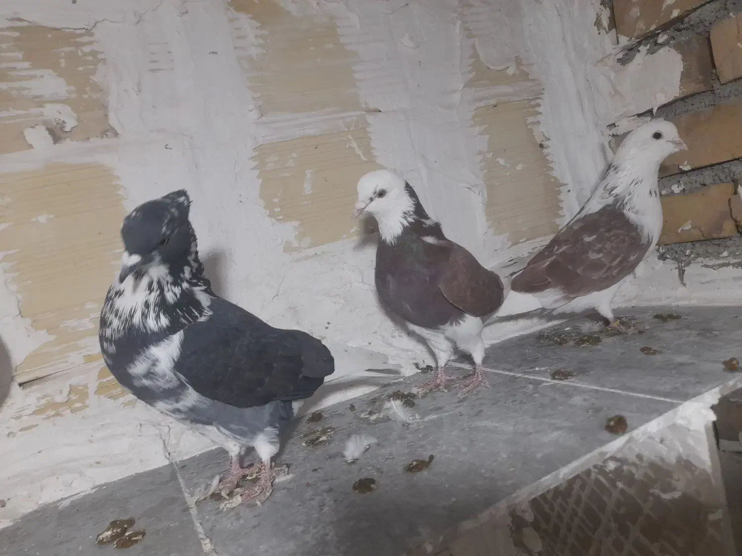 کبوتر فروشی|پرنده|شاهرود, |دیوار