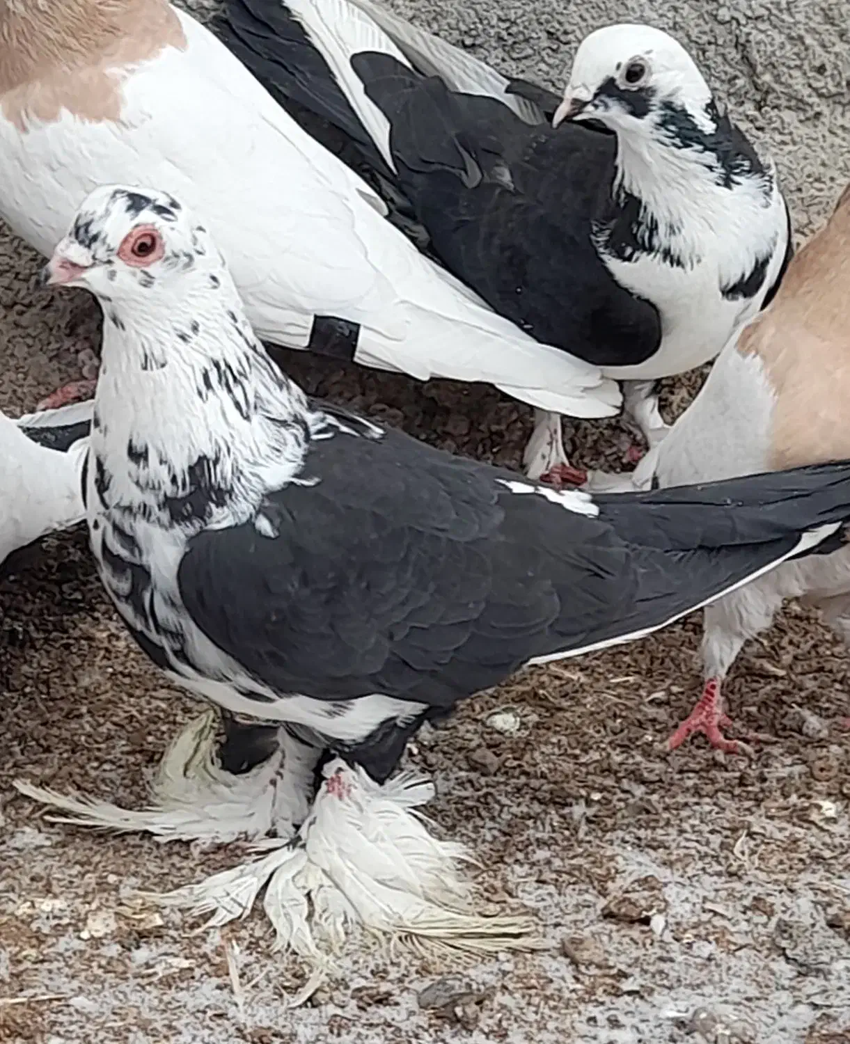 ساری لوتی|حیوانات|مرند, |دیوار