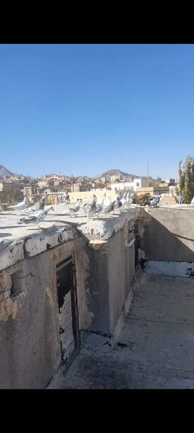 ۳۰ عدد سار و سور|پرنده|تربت جام, فاز ۲ فرهنگیان|دیوار