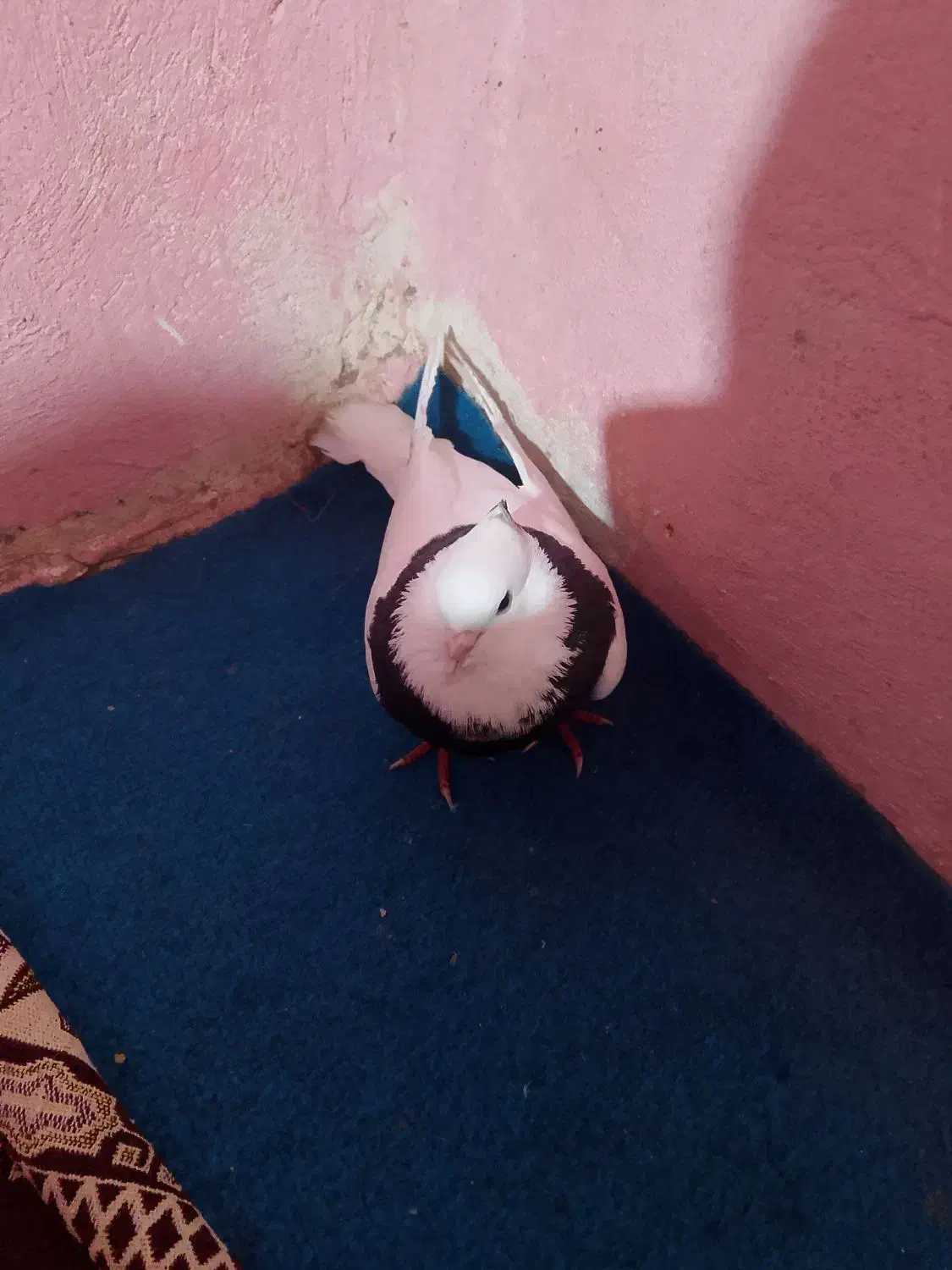 کبوتر|پرنده|چابهار, |دیوار