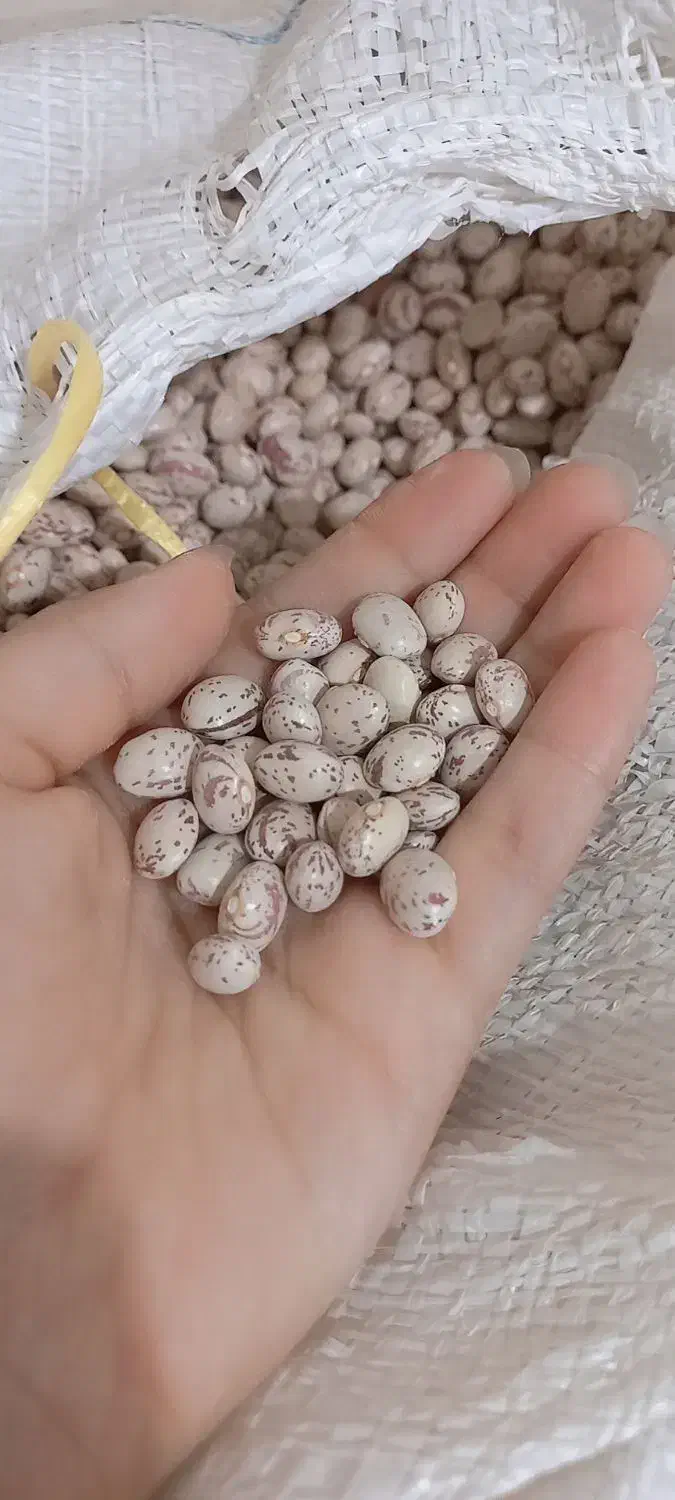 لوبیا چیتی دانه‌درشت به شرط|خوردنی و آشامیدنی|شیراز, دروازه قران|دیوار