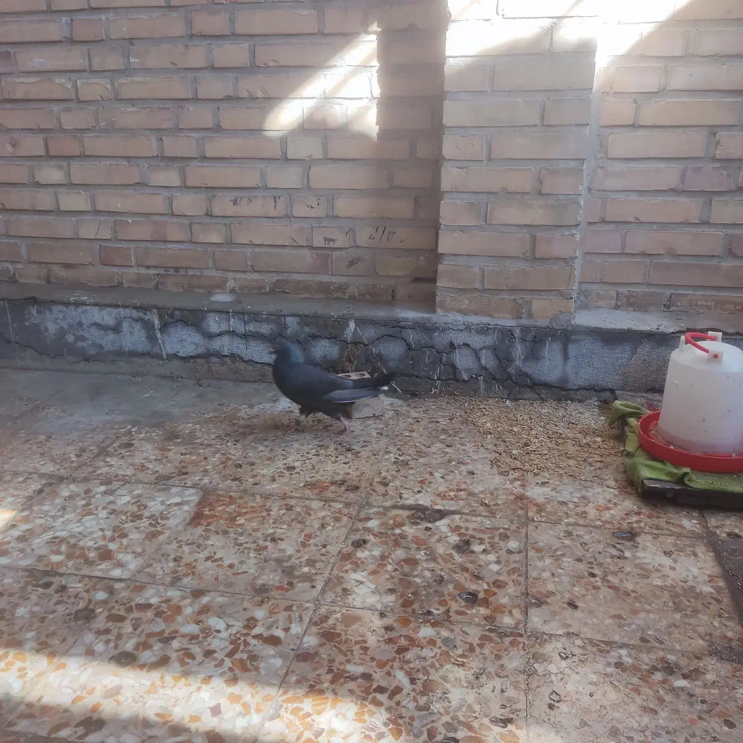 کبوترفروشی|پرنده|رامهرمز, |دیوار